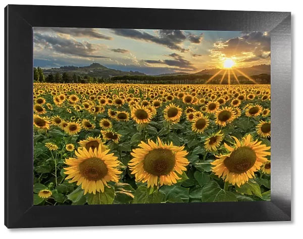 Sunflower Field at Sunset, near Perugia, Umbria, Italy