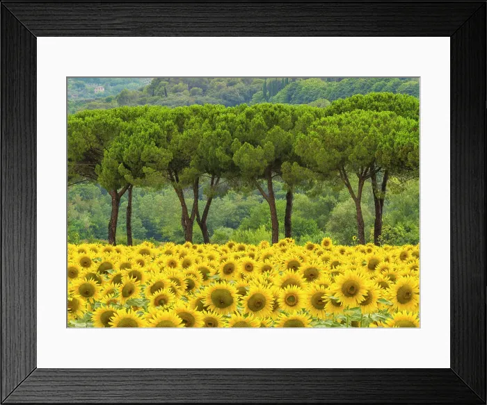Framed Print : Sunflowers & Umbrella Pines, near Perugia, Umbria, Italy Framed Print : Sunflowers & Umbrella Pines, near Perugia, Umbria, Italy
