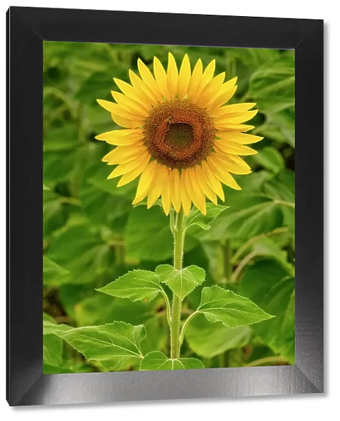 Sunflower, near Perugia, Umbria, Italy