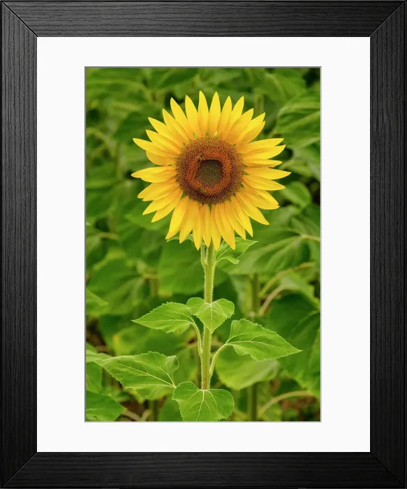 Framed Print : Sunflower, near Perugia, Umbria, Italy