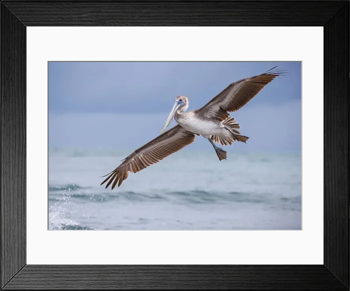 Framed Print : Pelican in flight off the coast of Tulum, Quintana Roo, Yucatan peninsula, Mexico Framed Print : Pelican in flight off the coast of Tulum, Quintana Roo, Yucatan peninsula, Mexico