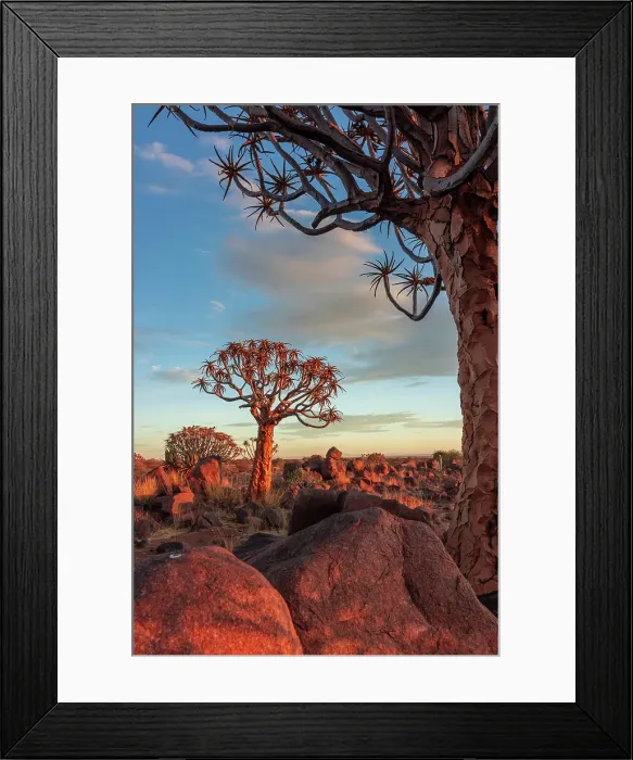 Framed Print : Namibia, Quiver tree (Kokerboom) at sunset - Namibia, Karas, Keetmanshoop, Giants Playground - Namib Framed Print : Namibia, Quiver tree (Kokerboom) at sunset - Namibia, Karas, Keetmanshoop, Giants Playground - Namib
