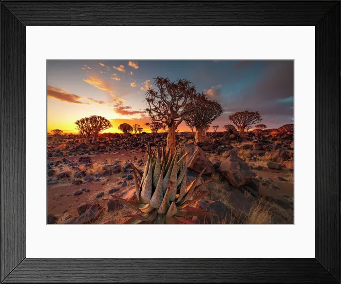 Framed Print : Namibia, Quiver tree (Kokerboom) at sunset - Namibia, Karas, Keetmanshoop, Giants Playground - Namib Framed Print : Namibia, Quiver tree (Kokerboom) at sunset - Namibia, Karas, Keetmanshoop, Giants Playground - Namib
