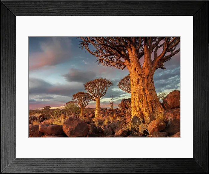 Framed Print : Namibia, Quiver tree (Kokerboom) at sunset - Namibia, Karas, Keetmanshoop, Giants Playground - Namib Framed Print : Namibia, Quiver tree (Kokerboom) at sunset - Namibia, Karas, Keetmanshoop, Giants Playground - Namib