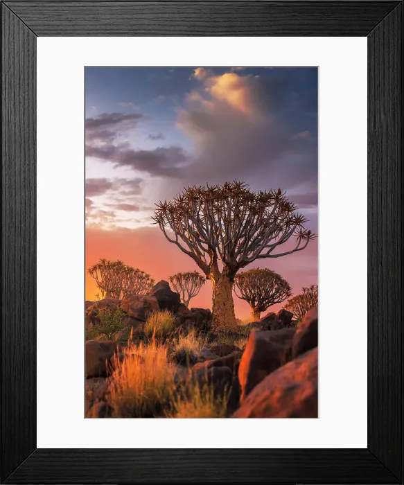 Framed Print : Namibia, Quiver tree (Kokerboom) at sunset - Namibia, Karas, Keetmanshoop, Giants Playground - Namib Framed Print : Namibia, Quiver tree (Kokerboom) at sunset - Namibia, Karas, Keetmanshoop, Giants Playground - Namib