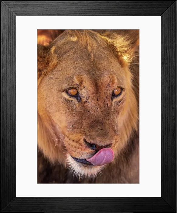 Framed Print : Namibia, Kalahari desert, a lion portrait Framed Print : Namibia, Kalahari desert, a lion portrait