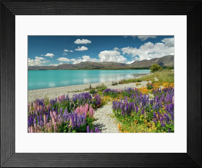 Framed Print : Path Through Lupins Along Lake Tekapo, South Island, New Zealand Framed Print : Path Through Lupins Along Lake Tekapo, South Island, New Zealand