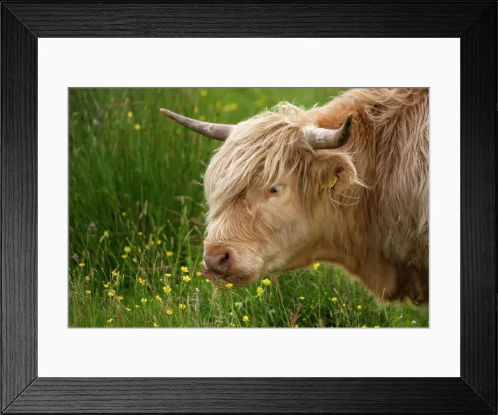 Framed Print : Scotland, Highland Cattle near Scourie settlement Framed Print : Scotland, Highland Cattle near Scourie settlement