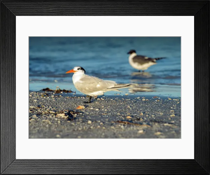 Framed Print : Florida, Fort De Soto Park, Saint Petersburg, Royal Tern, Bird Framed Print : Florida, Fort De Soto Park, Saint Petersburg, Royal Tern, Bird