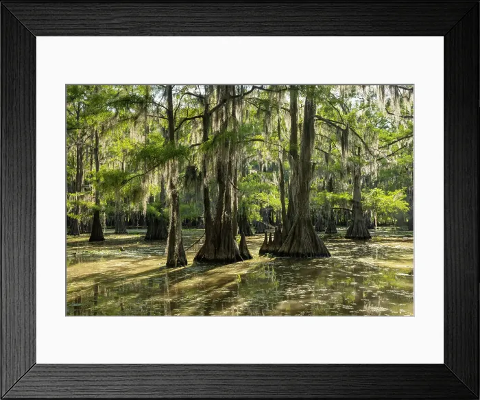Framed Print : Caddo Lake, Texas, USA Framed Print : Caddo Lake, Texas, USA