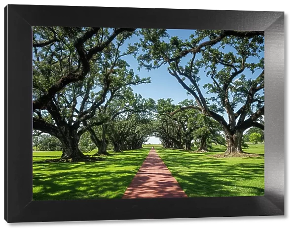 Oak Alley Plantation, Vacherie, Louisiana, USA