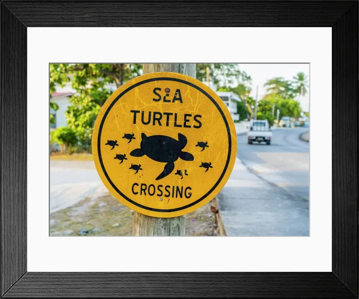 Framed Print : Sea Turtles crossing sign, Paynes Beach, Barbados, Caribbean Framed Print : Sea Turtles crossing sign, Paynes Beach, Barbados, Caribbean