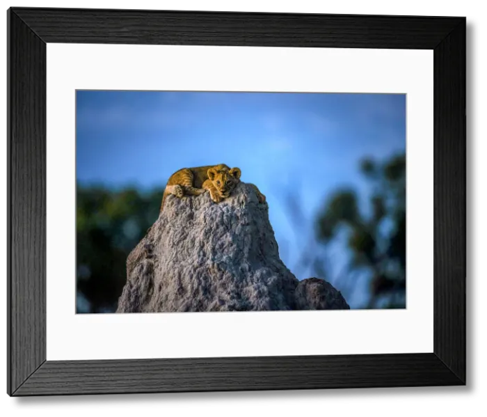 Framed Print : Lion Cub on termite mound, Okavango Delta, Botswana Framed Print : Lion Cub on termite mound, Okavango Delta, Botswana