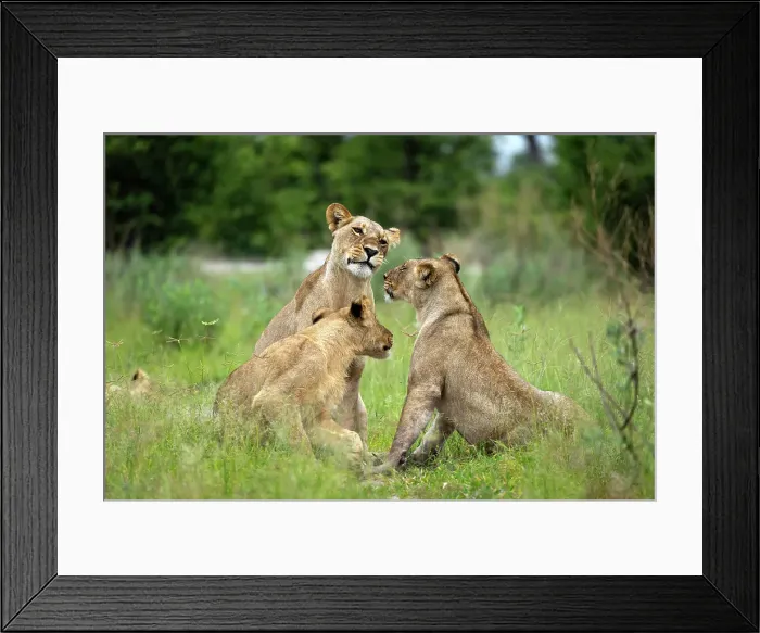 Framed Print : Lion Pride, Okavango Delta, Botswana Framed Print : Lion Pride, Okavango Delta, Botswana