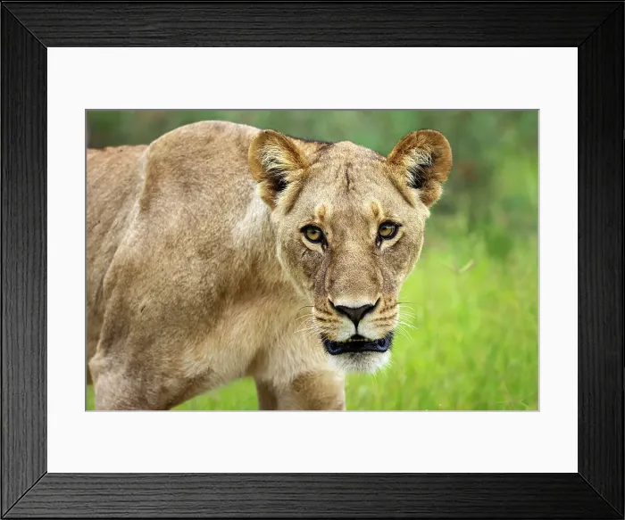 Framed Print : Lion Portrait, Okavango Delta, Botswana Framed Print : Lion Portrait, Okavango Delta, Botswana