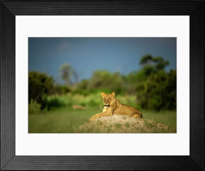 Framed Print : Lioness on mound, Okavango Delta, Botswana Framed Print : Lioness on mound, Okavango Delta, Botswana