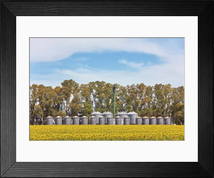 Framed Print : A grain silo storage facility with a field of sunflowers in the Argentine Pampas, near San Miguel del Monte, Buenos Aires province, Argentina Framed Print : A grain silo storage facility with a field of sunflowers in the Argentine Pampas, near San Miguel del Monte, Buenos Aires province, Argentina