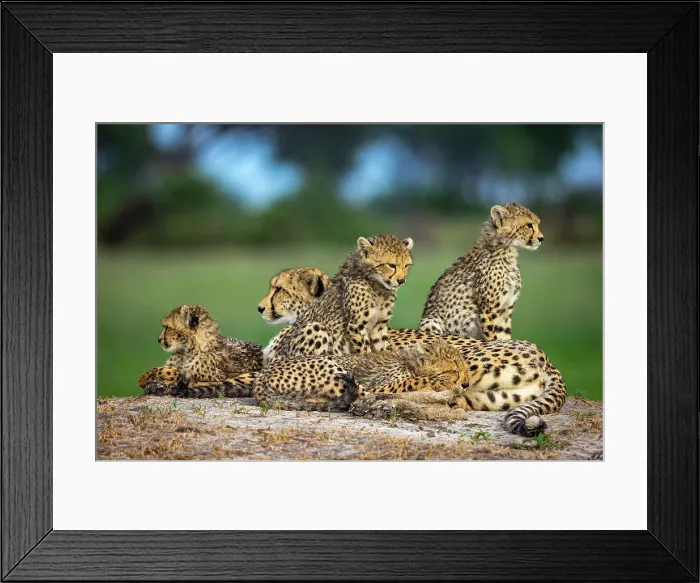 Framed Print : Cheetah family, Okavango Delta, Botswana