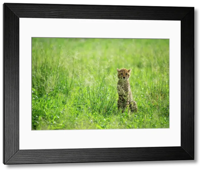 Framed Print : Cheetah Cub, Okavango Delta, Botswana Framed Print : Cheetah Cub, Okavango Delta, Botswana