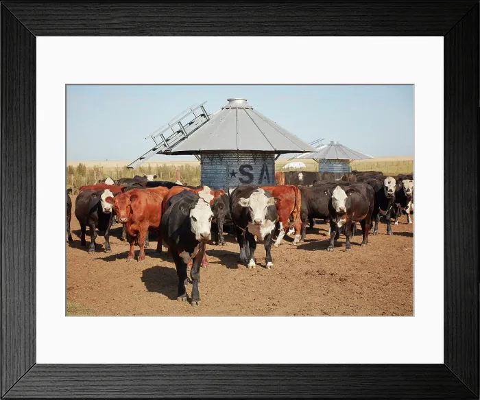 Framed Print : Cows in a feedlot inside the cask of an estancia in the pampas, Las Flores, Buenos Aires province, Argentina Framed Print : Cows in a feedlot inside the cask of an estancia in the pampas, Las Flores, Buenos Aires province, Argentina