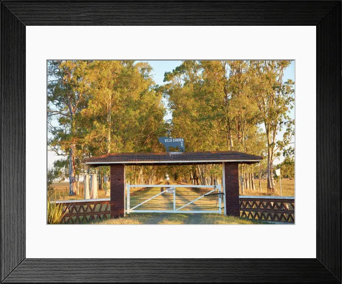 Framed Print : A row of eucalyptus trees at the entrance of the estancia Villa Eugenia in the Argentine pampas at sunset, Colmar, Buenos Aires province, Argentina Framed Print : A row of eucalyptus trees at the entrance of the estancia Villa Eugenia in the Argentine pampas at sunset, Colmar, Buenos Aires province, Argentina