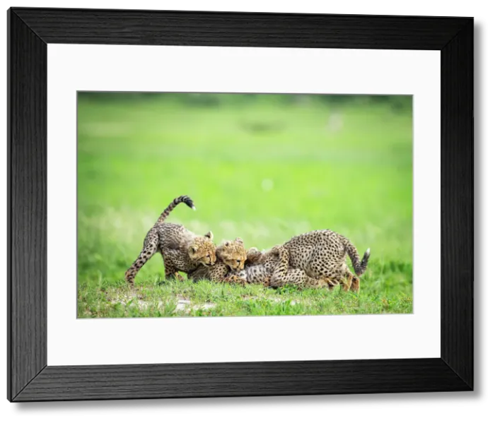 Framed Print : Cheetah Cubs, Okavango Delta, Botswana Framed Print : Cheetah Cubs, Okavango Delta, Botswana