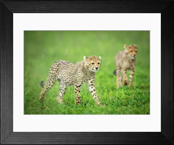 Framed Print : Cheetah Cubs, Okavango Delta, Botswana Framed Print : Cheetah Cubs, Okavango Delta, Botswana