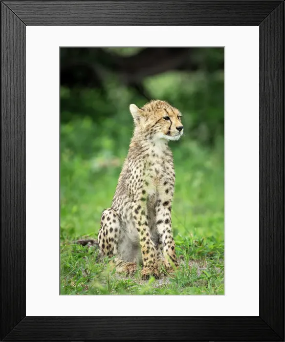 Framed Print : Cheetah Cub, Okavango Delta, Botswana Framed Print : Cheetah Cub, Okavango Delta, Botswana