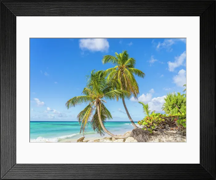 Framed Print : Maxwell Beach, Barbados, Caribbean Framed Print : Maxwell Beach, Barbados, Caribbean
