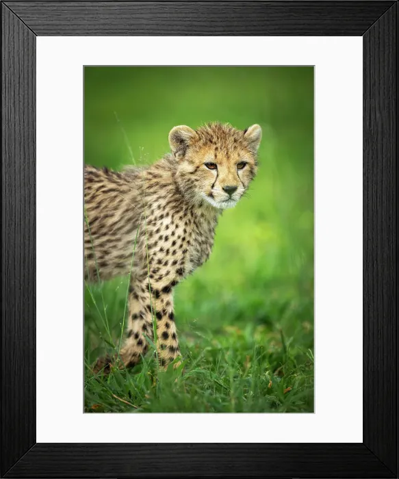 Framed Print : Cheetah Cub, Okavango Delta, Botswana Framed Print : Cheetah Cub, Okavango Delta, Botswana