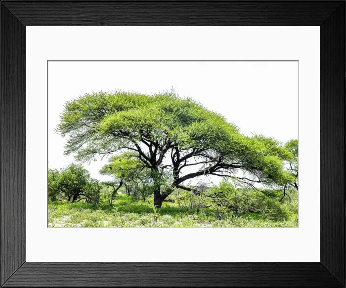 Framed Print : Leopard in Acacia Tree, Kalahari Desert, Botswana