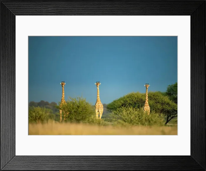 Framed Print : Giraffe Herd, Kalahari Desert, Botswana