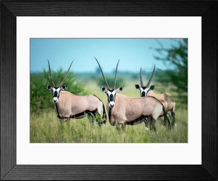 Framed Print : Oryx, Kalahari Desert, Botswana Framed Print : Oryx, Kalahari Desert, Botswana