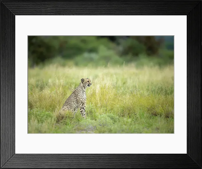 Framed Print : Cheetah, Kalahari Desert, Botswana Framed Print : Cheetah, Kalahari Desert, Botswana