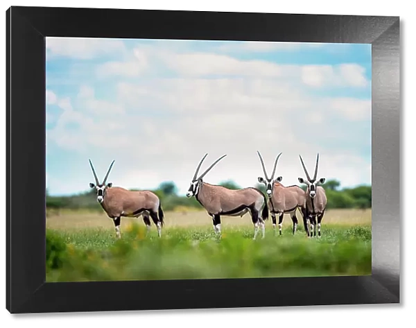 Oryx herd, Kalahari Desert, Botswana