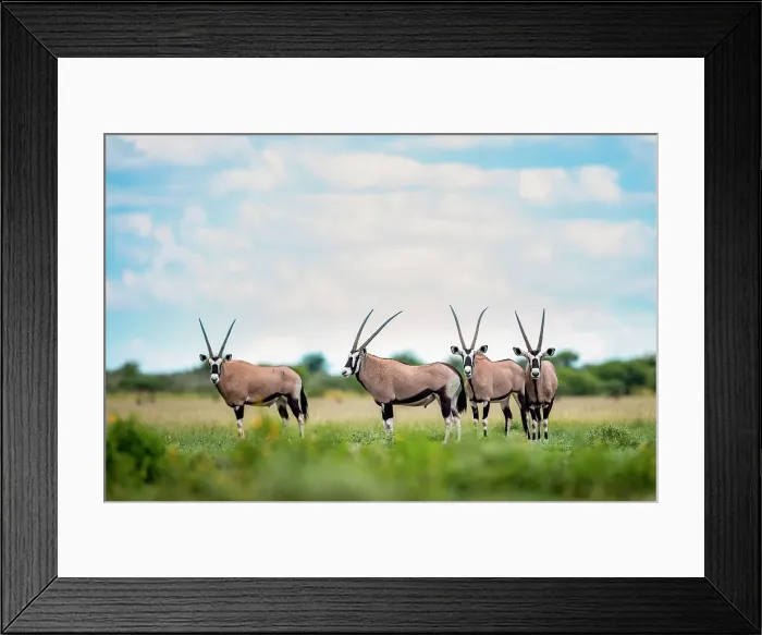 Framed Print : Oryx herd, Kalahari Desert, Botswana Framed Print : Oryx herd, Kalahari Desert, Botswana