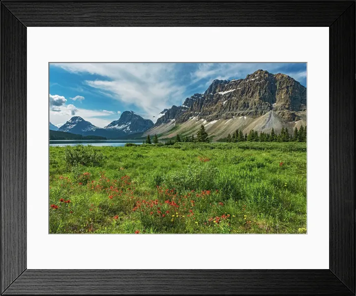Framed Print : Paintbrush (Castelija sp) and other WIldflowers in meadow on north side of Bow Lake. Crowfoot Mountain on the right, Banff National Park, Alberta, Canada Framed Print : Paintbrush (Castelija sp) and other WIldflowers in meadow on north side of Bow Lake. Crowfoot Mountain on the right, Banff National Park, Alberta, Canada