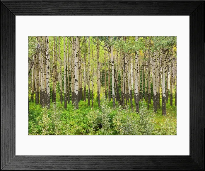 Framed Print : Trembling aspen trees in stand at the Muleshoe Picnic SIte, Banff National Park, Alberta, Canada Framed Print : Trembling aspen trees in stand at the Muleshoe Picnic SIte, Banff National Park, Alberta, Canada