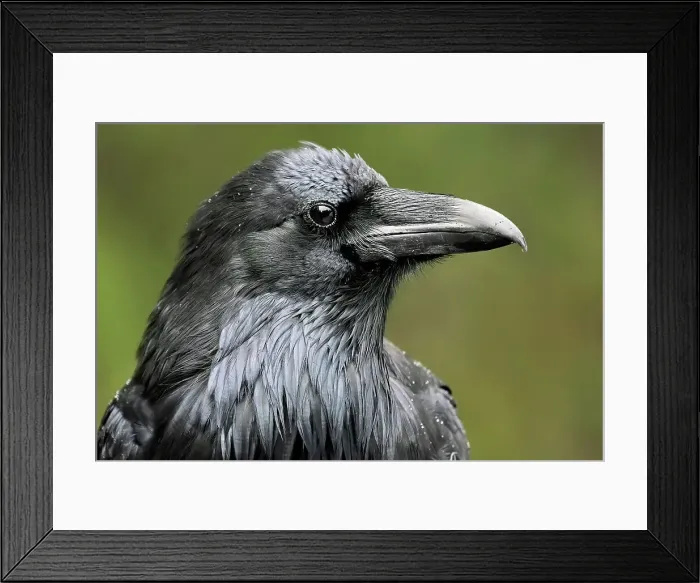 Framed Print : Common raven (Corvus corax). Icefields Parkway. Banff National Park, Alberta, Canada Framed Print : Common raven (Corvus corax). Icefields Parkway. Banff National Park, Alberta, Canada