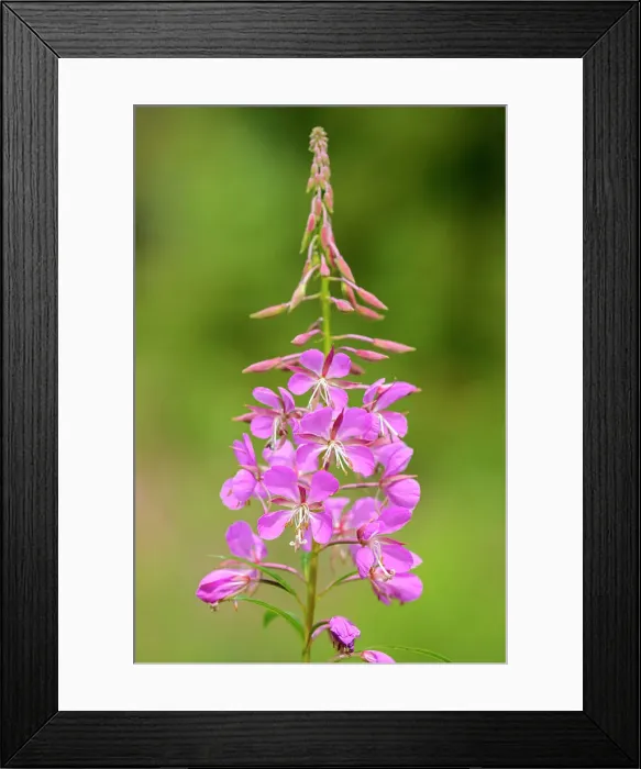 Framed Print : Fireweed (Epilobium sp. ) at Bow Lake, Banff National Park, Alberta, Canada Framed Print : Fireweed (Epilobium sp. ) at Bow Lake, Banff National Park, Alberta, Canada