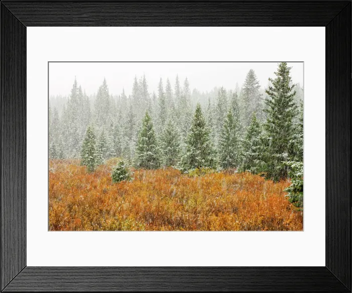 Framed Print : Snowfall in Bow Valley, Banff National Park, Alberta, Canada Framed Print : Snowfall in Bow Valley, Banff National Park, Alberta, Canada