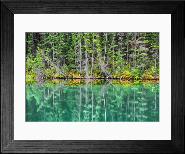 Framed Print : Trees refflected in Talbot Lake in autumn, Jasper National Park, Alberta, Canada Framed Print : Trees refflected in Talbot Lake in autumn, Jasper National Park, Alberta, Canada