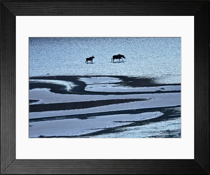 Framed Print : Moose (Alces alces) walking on the sand ridges of Medicine Lake, Jasper National Park, Alberta, Canada Framed Print : Moose (Alces alces) walking on the sand ridges of Medicine Lake, Jasper National Park, Alberta, Canada