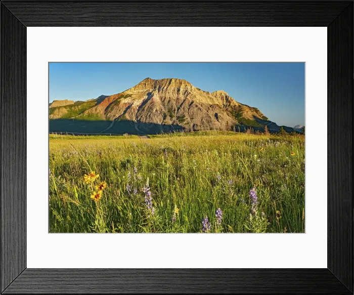 Framed Print : WIldflowers on the Fescue Prairie and Vimy Peak. Waterton Lakes National Park, Alberta, Canada Framed Print : WIldflowers on the Fescue Prairie and Vimy Peak. Waterton Lakes National Park, Alberta, Canada