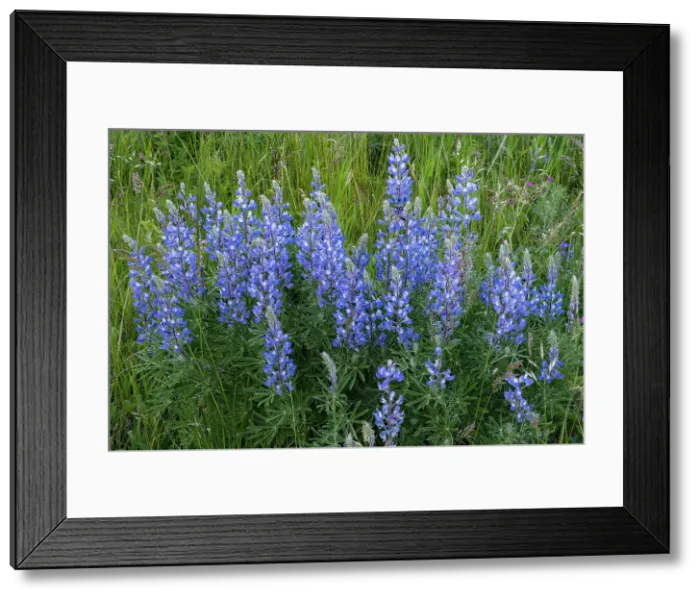 Framed Print : Lupines (Lupinus sp. ) on the Fescue Prairie. Waterton National Park, Alberta, Canada Framed Print : Lupines (Lupinus sp. ) on the Fescue Prairie. Waterton National Park, Alberta, Canada