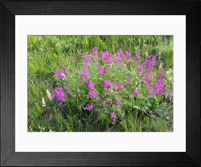 Framed Print : American vetch (Vicia americana) on Fescue prairie. Waterton National Park, Alberta, Canada Framed Print : American vetch (Vicia americana) on Fescue prairie. Waterton National Park, Alberta, Canada