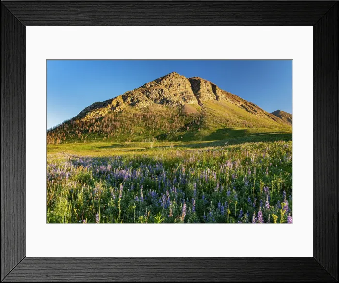Framed Print : Lupines (Lupinus sp. ) and other wildflowers on the Fescue Prairie and the Canadian Rockies. Waterton Lakes National Park, Alberta, Canada Framed Print : Lupines (Lupinus sp. ) and other wildflowers on the Fescue Prairie and the Canadian Rockies. Waterton Lakes National Park, Alberta, Canada