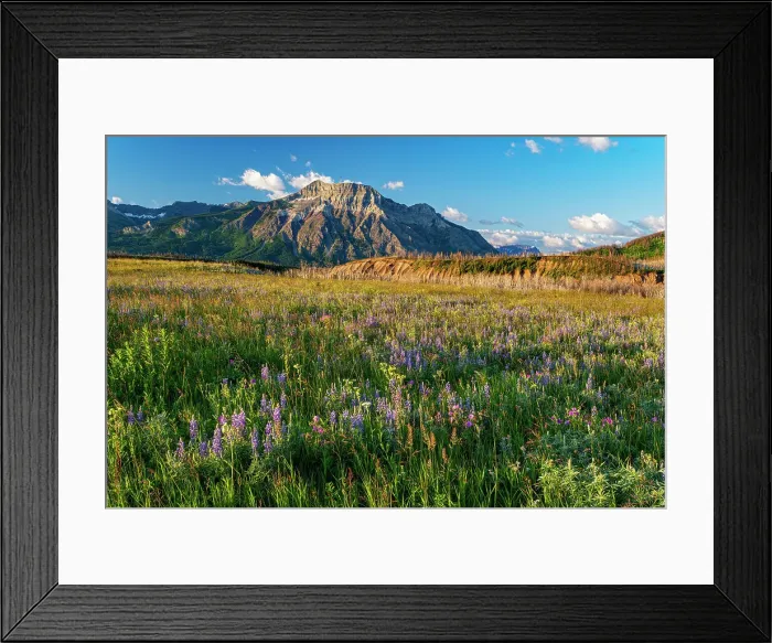 Framed Print : Sticky purple geranium (Geranium viscosissimum), lupines (Lupinus sp. ) and other wildflowers on the Fescue Prairie and Vimy Peak. Waterton Lakes National Park, Alberta, Canada Framed Print : Sticky purple geranium (Geranium viscosissimum), lupines (Lupinus sp. ) and other wildflowers on the Fescue Prairie and Vimy Peak. Waterton Lakes National Park, Alberta, Canada