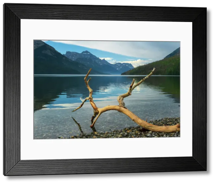Framed Print : Driftwood and Rocky Mountains on Upper Waterton Lake. Waterton Lakes National Park, Alberta, Canada Framed Print : Driftwood and Rocky Mountains on Upper Waterton Lake. Waterton Lakes National Park, Alberta, Canada