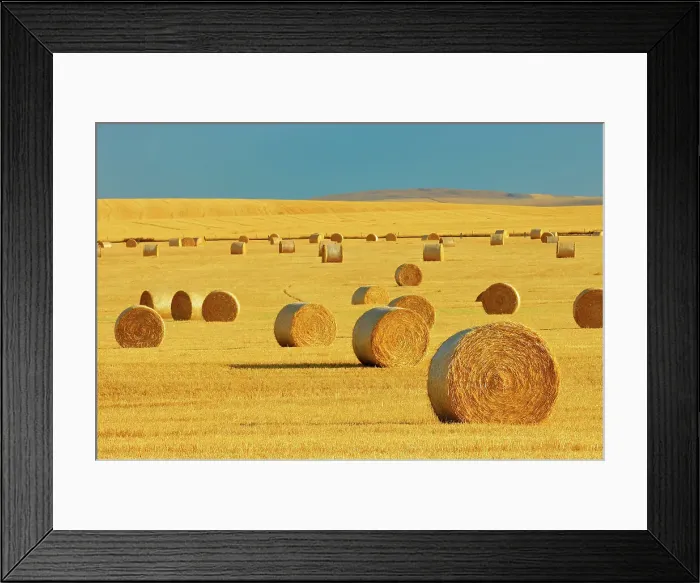 Framed Print : Bales at Pincher Creek, Alberta, Canada Framed Print : Bales at Pincher Creek, Alberta, Canada